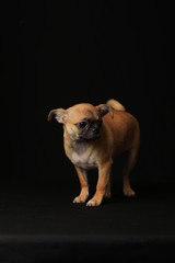 Pug and Chihuahua mix dog (Chug), パグとチワワのミックス犬, チワパグ