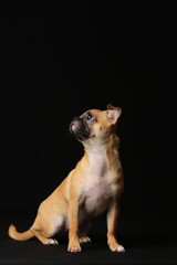 Pug and Chihuahua mix dog (Chug), パグとチワワのミックス犬, チワパグ