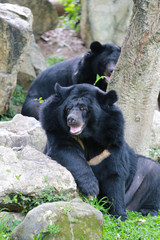 Big black bear.