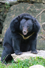 Obraz na płótnie Canvas Big black bear.
