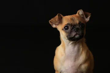 Foto auf Acrylglas Französische Bulldogge Pug and Chihuahua mix dog (Chug), パグとチワワのミックス犬, チワパグ