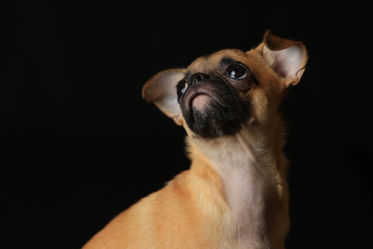 Pug and Chihuahua mix dog (Chug), パグとチワワのミックス犬, チワパグ