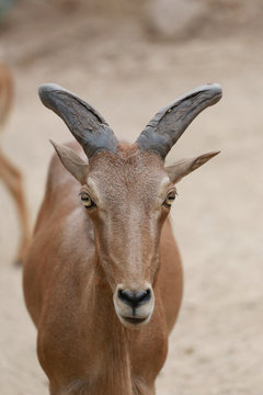 Head of Brown Goat or Capra Hirous.