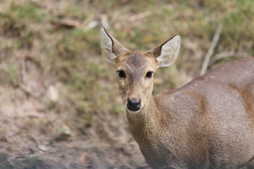 Sambar or Deer in the nature.