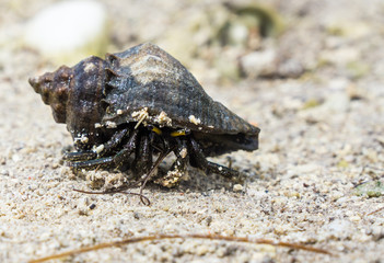 Walking Hermit Crab with a shell