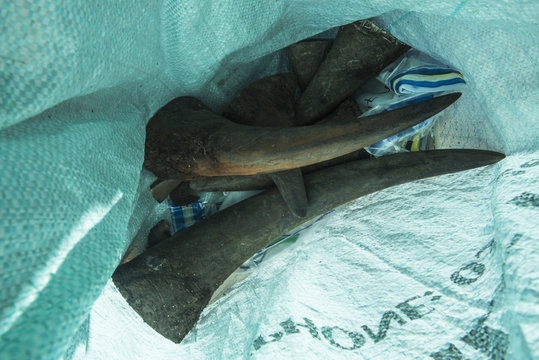 Dehorning Black Rhino for conservation