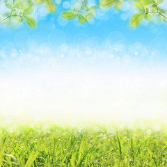Obraz premium Nature spring or summer background. Blue sky, young green leaves and grass