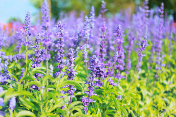 Obraz premium Lavender flowers blooming in the garden.