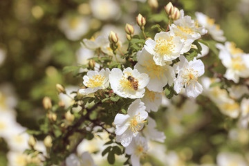White wild rose flowers
