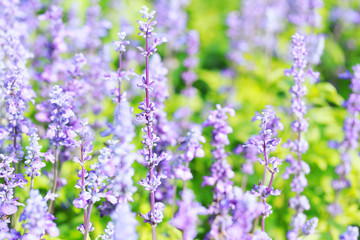 Lavender flowers blooming in the garden.