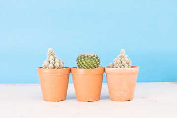 Fototapeta na wymiar Small cactus in a flowerpot on a background