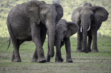 Fototapeta premium Elephant and calf in Kenya