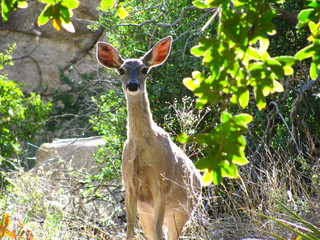 Deer