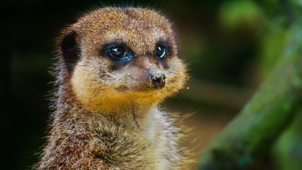 Fototapeta premium Meerkat