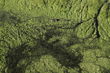 Aerial View of Hippo in the Okavango Delta