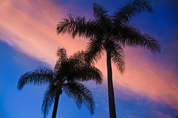 Fototapeta na wymiar Sunset Clouds Palms