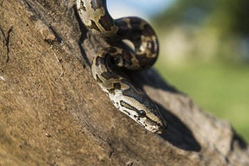 African Rock Python hatchling