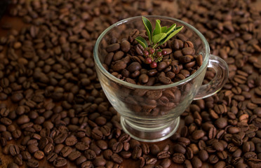 Kaffee Pflänzchen mit Kaffeebohnen