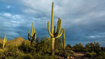 Saguharo Cactus in Desert