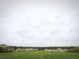 blühende Kirschbäume