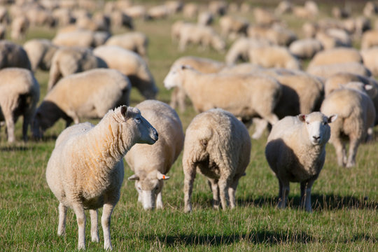 Schafherde auf gr&uuml;ner Weide
