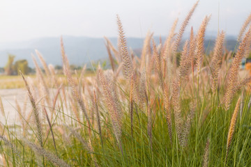 Fototapeta premium Flowers grass with a warm light in the morning
