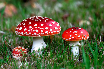 Red Amanita muscaria mushrooms in a forest