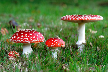 Red Amanita muscaria mushrooms in a forest - Powered by Adobe