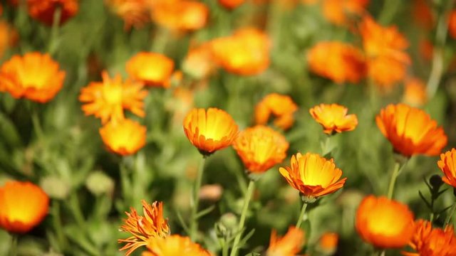 Macro Focusing Calendula Suffruticosa marigold Flowers