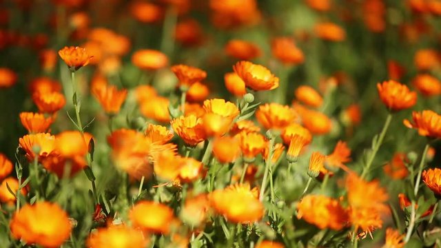 Ramp Focusing Calendula Suffruticosa marigold Flower