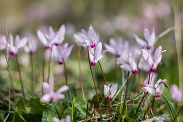 Fototapeta premium Wild cyclamen hederifolium in forest .