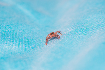 Picture macro close-up spider
