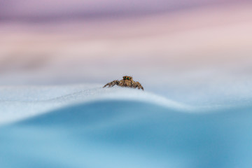 Picture macro close-up spider