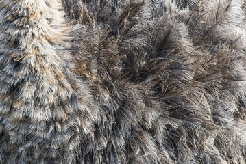 Ostrich feather detail