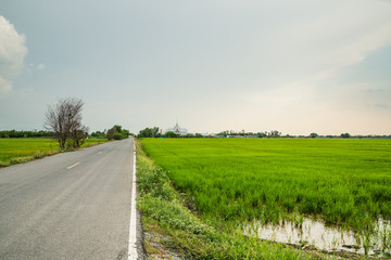 Landscape rice field with background wat thai at chachoengsao province in Thailand