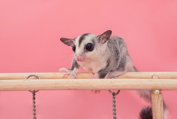 Active sugar glider. Petaurus breviceps, on pink background