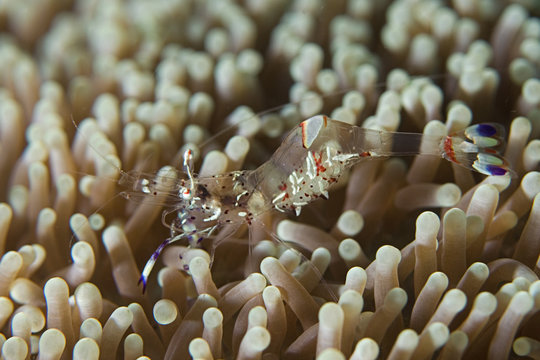 Sea shrimp