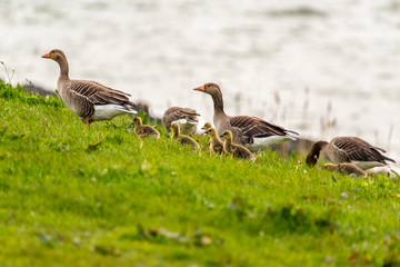 Group of greylag geese