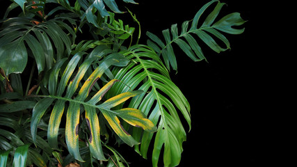 Monstera philodendron plant leaves growing in wild, the tropical forest plant, evergreen vine on black background. © Chansom Pantip