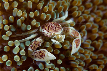 Sea Anemone and Anemone Crab