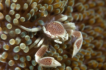 Sea anemone crab 