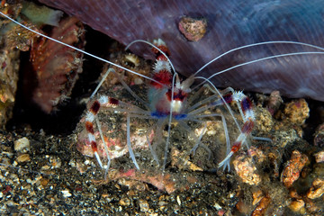 Anemone Shrimp