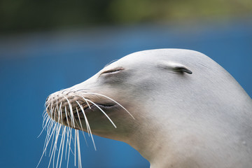 Obraz premium アシカ