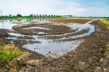 Farmer use tractor prepares the ground for planting rice