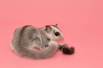 Cute sugar glider. Petaurus breviceps, on pink background