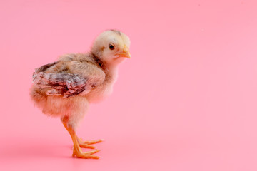 yellow little chicken rest on hand on pink background