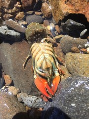 Crawfish With Its Babies
