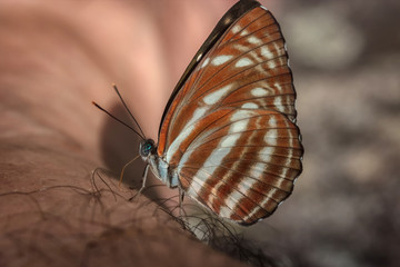 a detail of a butterfly on a hand