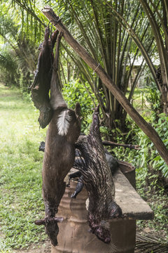 Bushmeat Poaching
