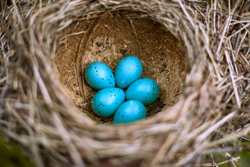 Nest of a bird with five eggs in the wild.